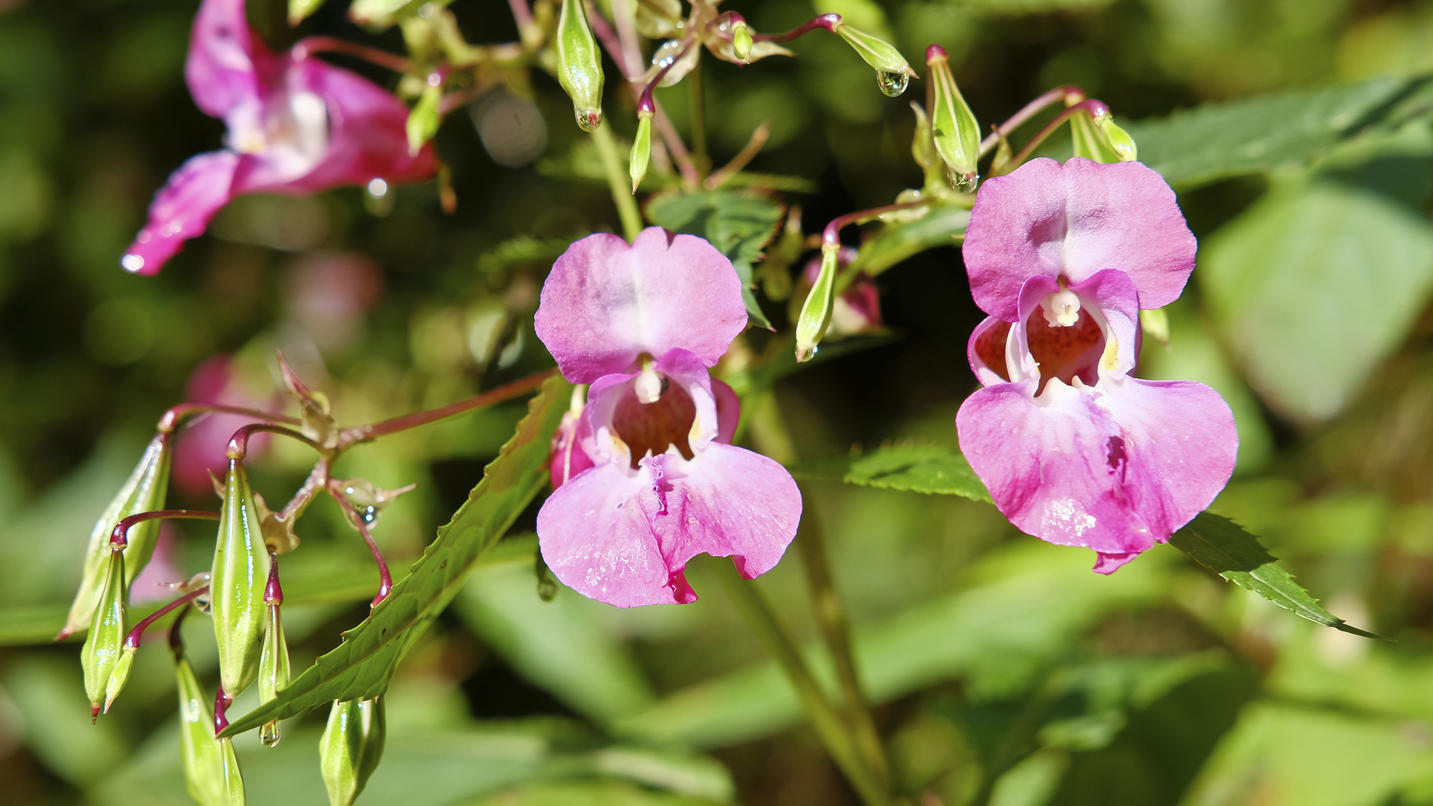 Verbotene Pflanzen im Garten Für diese invasiven Arten zahlt ihr bis