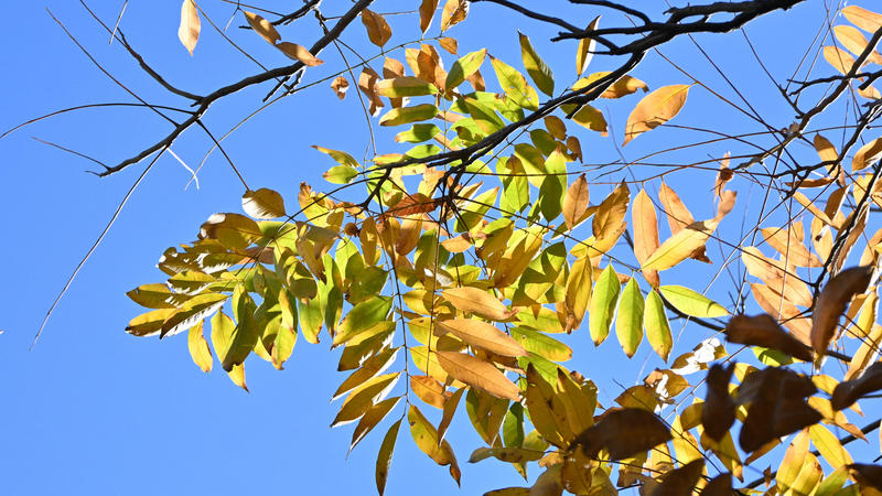 Verbotene Pflanzen im Garten Für diese invasiven Arten zahlt ihr bis