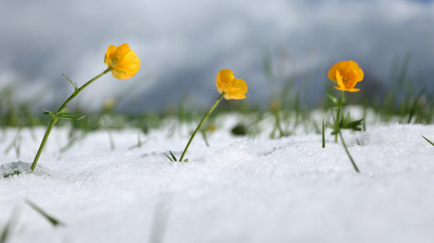 16.04.2024, Bayern, Oy-Mittelberg: Butterblumen blühen in der mit Neuschnee bedeckten Landschaft. Foto: Karl-Josef Hildenbrand/dpa +++ dpa-Bildfunk +++