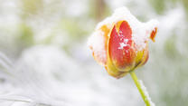 18.04.2024, Schweiz, Zürich: Eine Tulpe ist mit Schnee bedeckt, während Schnee die Landschaft in Zürich bedeckt. Foto: Michael Buholzer/KEYSTONE/dpa +++ dpa-Bildfunk +++