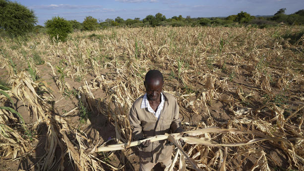 22.03.2023, Simbabwe, Mangwe: James Tshuma, ein Bauer im Bezirk Mangwe im Südwesten Simbabwes, steht inmitten seines ausgetrockneten Feldes inmitten einer Dürre in Simbabwe. Eine neue Dürre hat Millionen von Menschen im südlichen Afrika mit Hunger konfrontiert, da sie die Auswirkungen extremer Wetterbedingungen zu spüren bekommen, die nach Ansicht von Wissenschaftlern immer häufiger und schädlicher werden. Foto: Tsvangirayi Mukwazhi/AP +++ dpa-Bildfunk +++