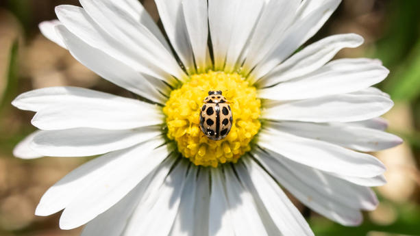 Ein gelber Marienkäfer sitzt bei Sonnenschein auf einem Gänseblümchen. Sankt Georgen Baden-Württemberg Deutschland *** A yellow ladybug sits on a daisy in the sunshine Sankt Georgen Baden Württemberg Germany