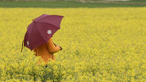 ARCHIV - 13.04.2020, Nordrhein-Westfalen, Mondorf: Eine Frau wandert im Regen an blühenden Rapsfeldern vorbei. (zu dpa: «Gelbe Pracht auf nassen Feldern - Raps blüht») Foto: Roberto Pfeil/dpa +++ dpa-Bildfunk +++