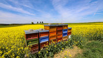 12.05.2024, Baden-Württemberg, Pfronstetten: Bunte Bienenstöcke stehen in einem Rapsfeld auf der Schwäbischen Alb. Foto: Thomas Warnack/dpa +++ dpa-Bildfunk +++