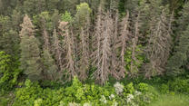13.05.2024, Baden-Württemberg, Rottweil: Nadel- und Laubbäume stehen in einem Waldstück bei Rottweil. Die Bäume in Deutschland leiden unter den Folgen der Klimakrise. Dürre und hohe Temperaturen, aber auch der Befall mit Parasiten setzen den Wäldern zu. Die jährliche Waldzustandserhebung dokumentiert seit den 1980er-Jahren, wie sich der Wald unter den oben genannten Bedingungen verändert. (Luftaufnahme mit einer Drohne) Foto: Silas Stein/dpa +++ dpa-Bildfunk +++