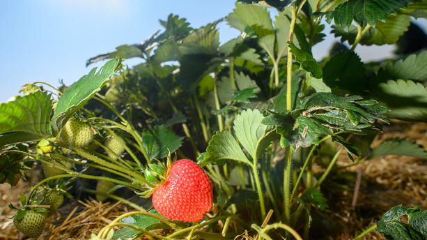 Die Morgensonne scheint über einem Erdbeerfeld vom Landwirtschaftsbetrieb Laame. Dort hat die Ernte und der Verkauf der Bio-Erdbeeren begonnen. Auf den Feldern können die Erdbeeren in den kommenden Wochen auch selbst gepflückt werden.