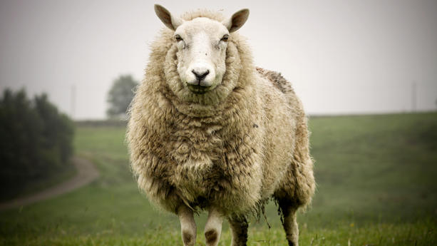 Schafskälte in Deutschland