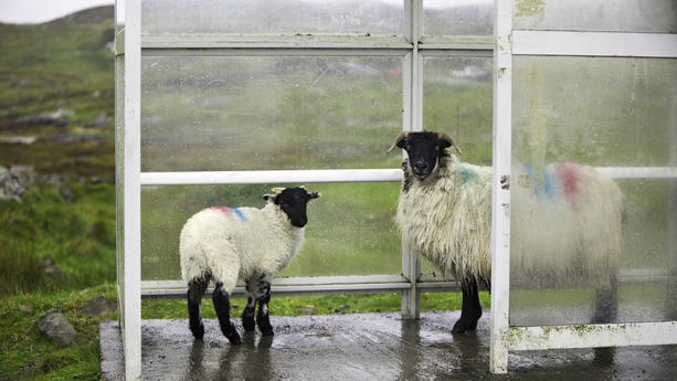 Schafe im Regen Schafskälte