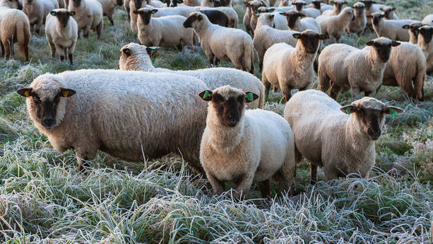 Schafe im Schnee Schafskälte