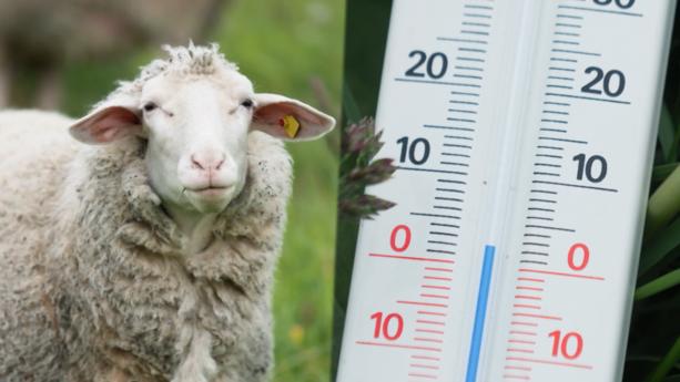 Schaf mit Thermometer nahe null Grad.