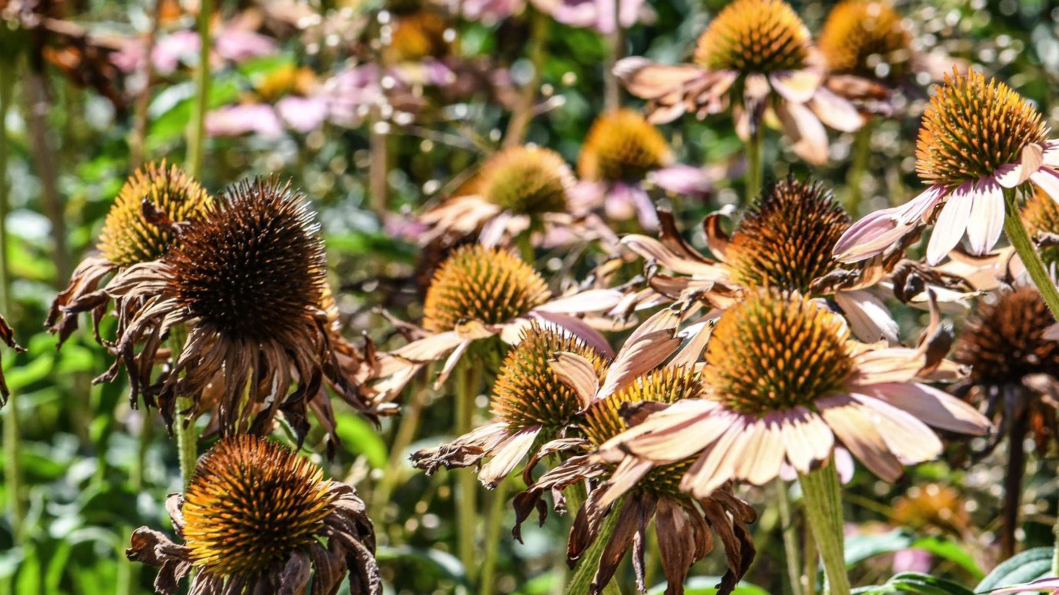 Gartenpflege bei Hitze im Sommer Erste Hilfe für Rasen