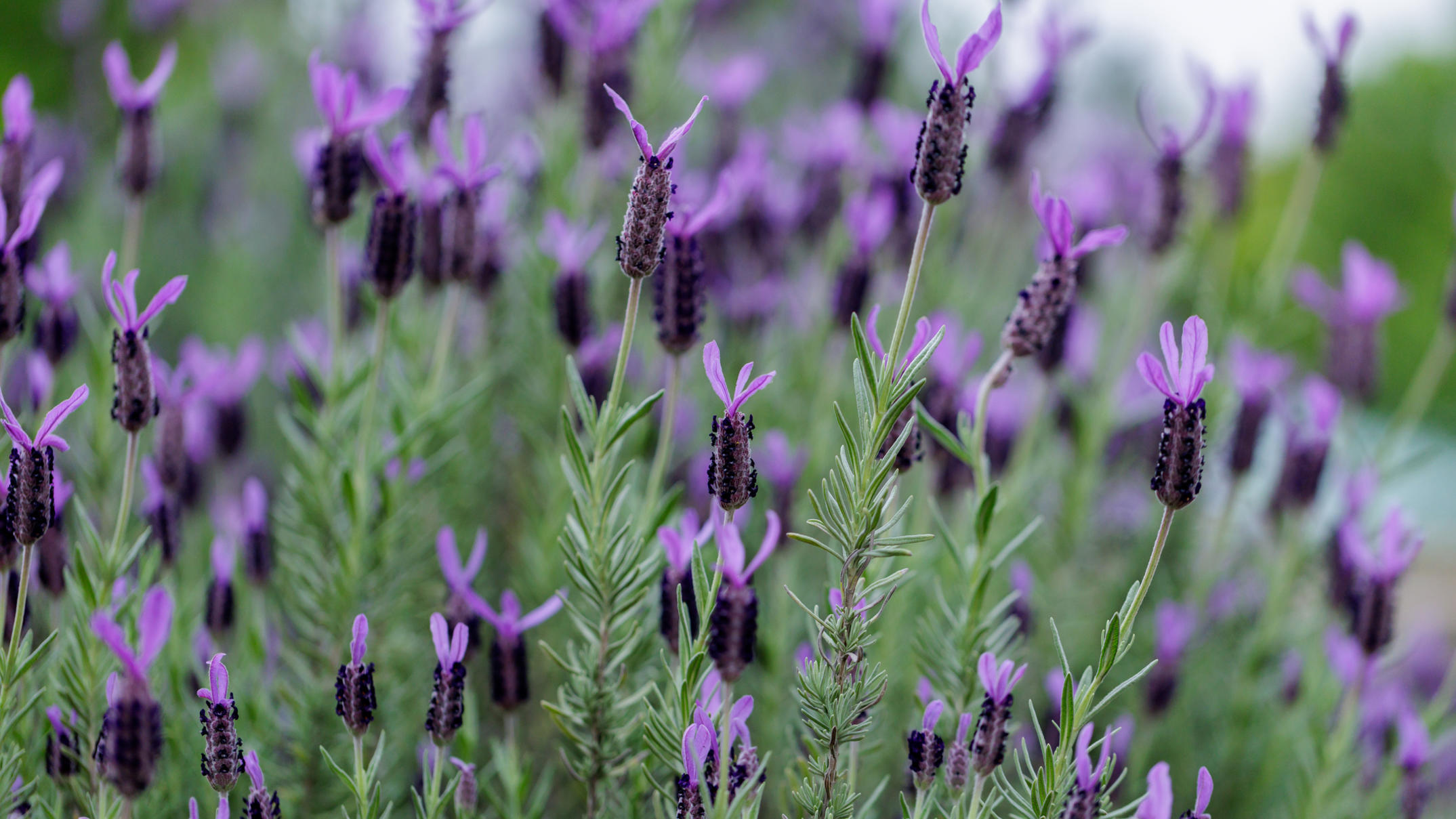 Lavendel richtig überwintern Winterschutz für Beet und Topfpflanzen