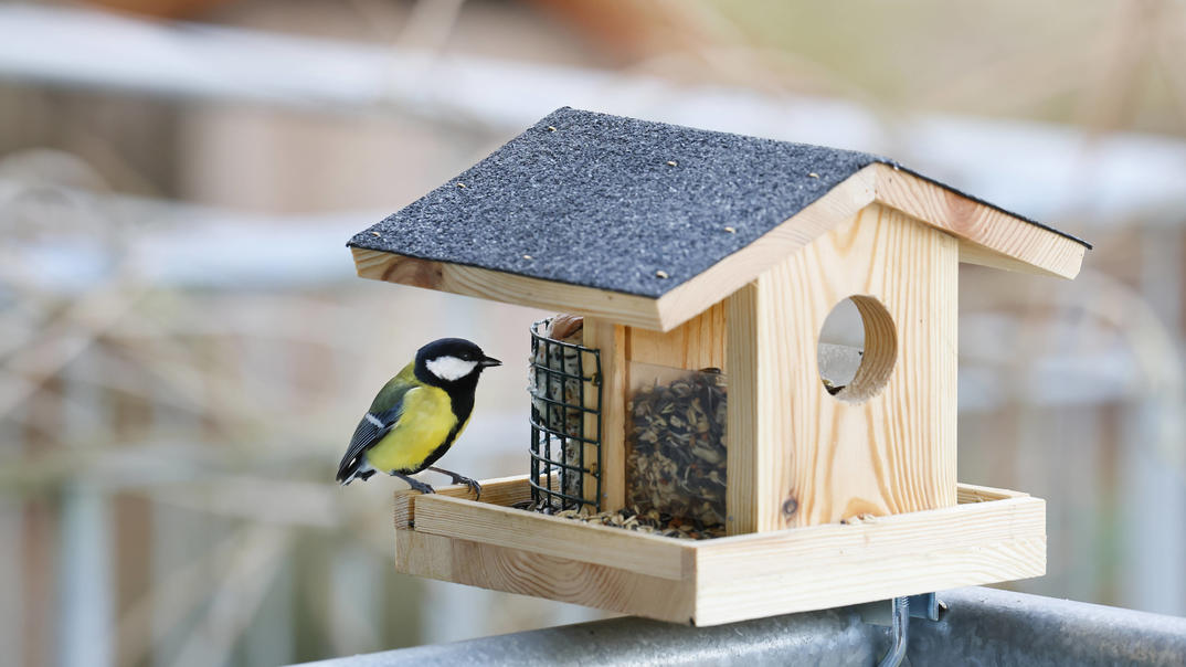Darf man auf dem Balkon Vögel füttern? Das sagt das Gesetz! wetter.de