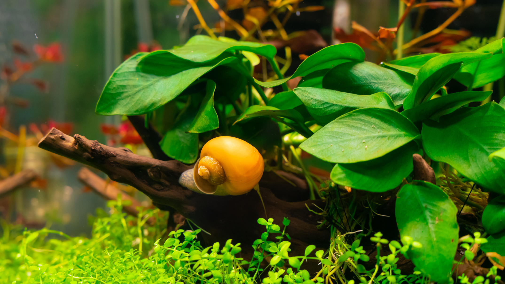 Apfelschnecken auf dem Vormarsch: Darum solltet ihr rosa Eier im Garten ...