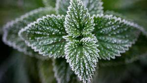 Wie mit einem Zuckerguss überzogen sind am 14.11.2013 kleine Eiskristalle auf den Blättern einer Pflanze zu sehen, die an einem Feldrand im Landkreis Oder-Spree nahe Sieversdorf (Brandenburg) steht. Foto: Patrick Pleul/dpa +++(c) dpa - Bildfunk+++