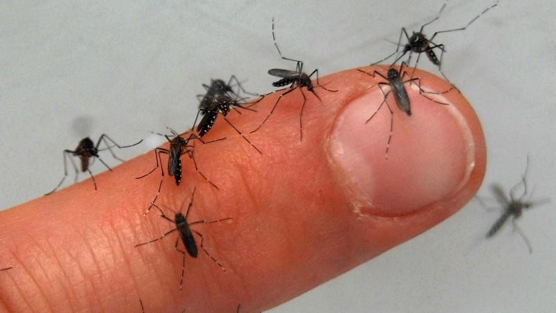 Stiftung Warentest: Welche Mittel helfen gegen Zecken und Mücken wirklich?
