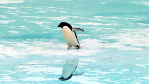 Klimawandel in der Antarktis bedroht die Pinguine