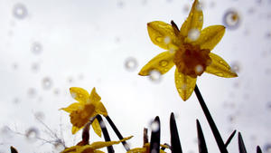 Regentropfen fallen am 20.03.2013 in Bonn (Nordrhein-Westfalen) auf gelbe Narzissen? Am kalendarischen Frühlingsbeginn ist es in NRW regenerisch und kühl. Foto: Oliver Berg/dpa +++(c) dpa - Bildfunk+++
