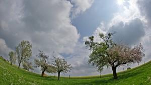 Die Sonne zeigt sich am Montag (03.05.2010) zwischen den Wolken über einer blühenden Wiese in Weixdorf bei Dresden (Aufnahme mit einem extremen Weitwinkel). Der Montag zeigt sich wechselhaft mit Regen und Sonnenschein. Erst ab Wochenmitte soll sich laut Wettervorhersage die Sonne wieder durchsetzen mit Temperaturen um 17 Grad. Foto: Arno Burgi dpa/lsn +++(c) dpa - Bildfunk+++