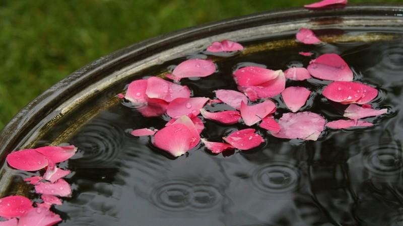 Rosenblätter liegen am Sonntag (27.05.2007) auf der Wasseroberfläche einer Regentonne in Düsseldorf. Pfingstmontag regnet es anhaltend und teils intensiv, örtlich auch schauerartig und gewittrig. Auch der Dienstag beginnt trüb und regnerisch. Die Tem