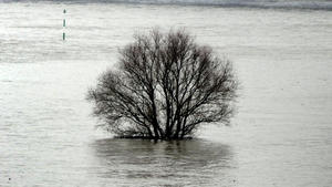 Ein Baum steht am 19.12.2012 am Rhein in Düsseldorf (Nordrhein-Westfalen) und wird vom Hochwasser umspült. Die Städte am Rhein stellen sich auf ein stärkeres Hochwasser ein. Nach Angaben der Hochwasserschutzzentrale vom Mittwoch (19.12.2012) wurden steigende Pegelstände zwischen 6,30 und 7,80 Meter gemessen. Foto: Daniel Naupold/dpa  +++(c) dpa - Bildfunk+++