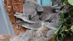 epa04236073 A handout picture made available by the Taronga Zoo on 02 June 2014 shows three koala joeys, Sydney, Milli and Tucker sleeping together in the Koala enclosure at the Taronga Zoo in Sydney, New South Wales, Australia, 01 June 2014. The three koalas can often be seen eating together in the zoo. EPA/ELLEN WILSON/TARONGA ZOO AUSTRALIA AND NEW ZEALAND OUT HANDOUT EDITORIAL USE ONLY +++(c) dpa - Bildfunk+++