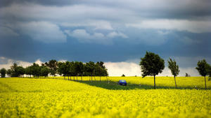 SPERRFRIST, 5. JUNI 20.00 UHR - ARCHIV - Ein blaues Auto fährt am 22.05.2013 umgeben von gelben Rapsfeldern bei Niederwartha (Sachsen) auf einer Straße, über der sich schwarze Wolken abzeichnen. Foto: Arno Burgi/dpa (zu dpa «EU-Agrarreform wird Artenvielfalt nicht ausreichend schützen» vom 05.06.2014) +++(c) dpa - Bildfunk+++