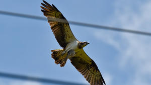 Ein Fischadler (Pandion haliaetus) kreist am Himmel am 16.06.2014 über einer Hochspannungsleitung nahe Groß Schauen im Naturpark Dahme-Heideseen (Brandenburg) und trägt in seinen Krallen die Überreste eines Fisches. Mit rund 300 Paaren lebt etwa die Hälfte aller mitteleuropäischen Fischadler in Brandenburg. Auch die Sielmanns Naturlandschaft Groß Schauener Seen ist ein beliebtes Brutgebiet. Das 955 Hektar große Gebiet um Groß Schauen ist Teil des Naturparks Dahme-Heideseen. Ende 2001 hatte die Heinz-Sielmann-Stiftung das Naturschutzgebiet erworben, um Lebensräume für bedrohte Tierarten zu erhalten. Foto: Patrick Pleul/dpa +++(c) dpa - Bildfunk+++
