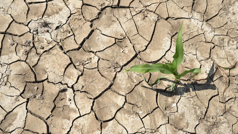 Aufgerissen und ausgetrocknet ist der Ackerboden eines Maisfeldes am 09.06.2014 in Sieversdorf im Landkreis Oder-Spree (Brandenburg). Die hohen Temperaturen und die starke Sonneneinstrahlung der vergangenen Tage hat viele Böden austrocknen lassen. Foto: Patrick Pleul/dpa +++(c) dpa - Bildfunk+++
