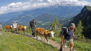 Treiber führen am 28.06.2014 ihre Kälber zur Zehnkaser-Alm am Untersberg (Bayern). Die 1505 Meter hoch gelegene Alm ist nur über einen Steig in stundenlangem Fußmarsch zu erreichen. Foto: Diether Endlicher/ dpa +++(c) dpa - Bildfunk+++