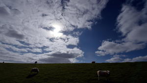 Schafe stehen am 22.09.2014 am Nordseedeich in der Nähe von Schlüttsiel (Schleswig-Holstein) vor dem vom stürmischen Wind gezeichneten Wolkenhimmel. Foto: Carsten Rehder/dpa +++(c) dpa - Bildfunk+++