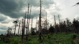 Der Klimawandel setzt dem deutschen Wald zu