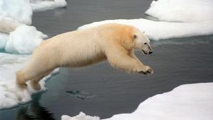 Immer weniger Eisbären leben in Alaska und Kanada