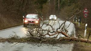 Ein vom Sturm umgeknickter Baum liegt am Dienstag (10.02.2009) auf einer Landstraße bei Bickenbach südlich von Darmstadt. Sturm und starke Regenfälle sorgten auf den hessischen Straßen für zahlreiche Behinderungen. Foto: Frank Rumpenhorst dpa/lhe +++(c) dpa - Bildfunk+++