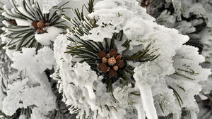 Eis und Schnee hüllen am 02.12.2012 die Nadeln einer Kiefer auf dem 1215 Meter hohen Fichtelberg bei Oberwiesenthal (Sachsen) in ein weißes Kleid.  Schnee und Temperaturen um minus vier Grad locken noch vor dem offiziellen Saisonstart die ersten Freizeit-Wintersportler auf die Pisten. Auch in den kommenden Tagen werden in höheren Lagen leichte Schneefälle erwartet. Foto: Hendrik Schmidt/dpa  +++(c) dpa - Bildfunk+++