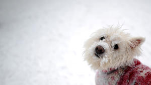 Ein kleiner Hund hockt am Sonntag (29.01.2012) auf dem Kahlen Asten in Winterberg (Hochsauerlandkreis) im Schnee. Winter in Deutschland: Für die kommenden Tage sagen die Meteorologen eiskaltes Wetter mit Temperaturen deutlich unter dem Gefrierpunkt voraus. Foto: Julian Stratenschulte dpa/lnw  +++(c) dpa - Bildfunk+++