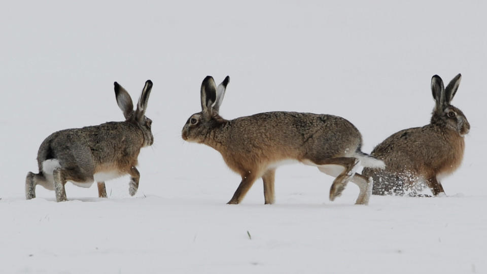 Tiere im Winter: Überlebensstrategien der Wildtiere bei ...