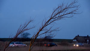 Junge Bäume biegen sich am 10.01.2015 in Dagebüll (Schleswig-Holstein) im Wind. Mit dem Orkan 'Felix' trifft bereits der zweite Sturm in zwei Tagen auf Norddeutschland. Foto: Carsten Rehder/dpa +++(c) dpa - Bildfunk+++