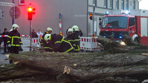 Feuerwehrleute zersägen 10.01.2015 in Stralsund (Mecklenburg-Vorpommern) einen Baum, der auf eine Straße gestürzt ist. Mit dem Orkan "Felix" trifft bereits der zweite Sturm in zwei Tagen auf Norddeutschland. Foto: Stefan Sauer/dpa +++(c) dpa - Bildfunk+++