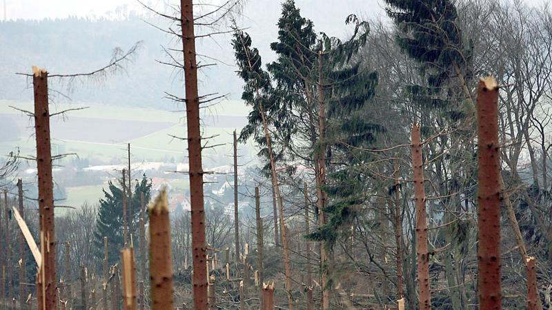 Nach dem Sturm ist alles anders", am Freitag (18.01.08) um 20.15 Uhr. Vor genau einem Jahr, am 18. Januar 2007, fegt der Orkan Kyrill in ganz Deutschland komplette Wälder weg. Mehr als 25 Millionen Bäume fall