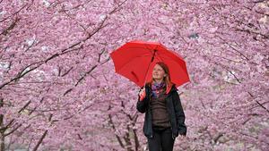 Eine junge Frau mit rotem Regenschirm läuft am 29.03.2012 in Erfurt bei leichtem Regen zwischen blühenden Kirschbäumen entlang. Trotz Wind, Regen und etwas kühleren Temperaturen ist der Frühling nicht mehr aufzuhalten. Foto: Martin Schutt dpa/lth  +++(c) dpa - Bildfunk+++