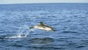 Ein springender Streifendelfin im Mittelmeer bei Italien. Undatiert.