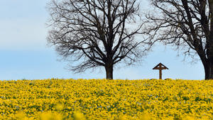 Hinter einer gelb blühenden Wiese erhebt sich 27.04.2015 bei Rohried (Bayern) ein kahler Baum. Wenn der Löwenzahn Ende April blüht, verwandeln sich weite Teile des Allgäus in ein gelbes Blütenmeer. Foto: Stefan Puchner/dpa +++(c) dpa - Bildfunk+++