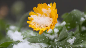 Schnee liegt am 21.01.2014 auf einer blühenden Blume in Berlin. Nach den kalten Temperaturen und dem Eis vom Vortag ist am Morgen in Berlin der erste Schnee dieses Winters gefallen. Foto: Stephanie Pilick/dpa +++(c) dpa - Bildfunk+++
