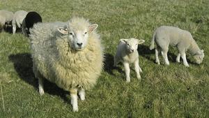 Eine Schaffamilie mit dickem Fell auf einer grünen Wiese. 