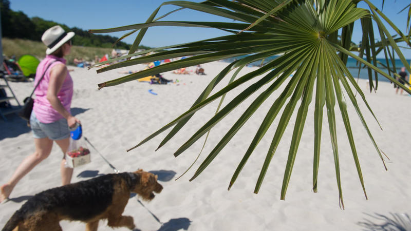 Eine Frau läuft am 05.06.2015 bei sommerlichem Wetter in Zingst (Mecklenburg-Vorpommern) am Strand der Ostsee mit einem Hund spazieren. Foto: Stefan Sauer/dpa +++(c) dpa - Bildfunk+++