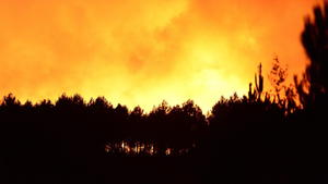 Hitze: Pinienwald bei Bordeaux verbrannt