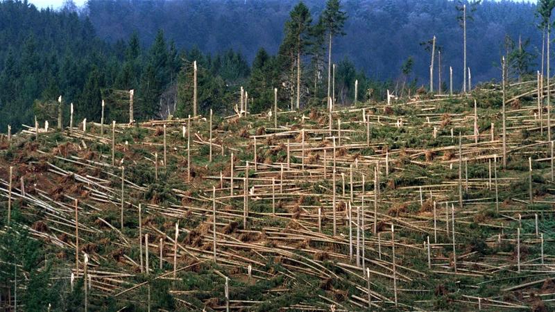 ARCHIV - Ein von Sturm "Lothar " zerstörtes Waldstück in Simonswald (Kr. Emmendingen) im Schwarzwald (Archivfoto vom 20.1.2000). Für die Zukunft rechnen Klimaforscher häufiger als bisher mit Stürmen. Am 6. April stellt der Klimarat der Vereinten Nati