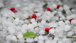 Nov. 9, 2013 - Manchester, Greater Manchester, UK - Manchester , UK . Red berries knocked from the trees to the ground by much larger hailstones in Lightoaks Park in Salford . A freak hail storm in Manchester covers the streets with large hailstones as loud rolling thunder is heard . Photo credit : Joel Goodman/LNP