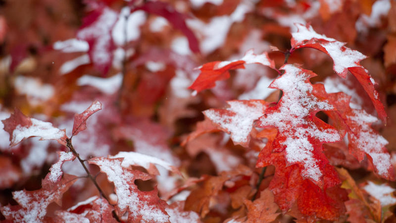 Laubfärbung verrät Winter